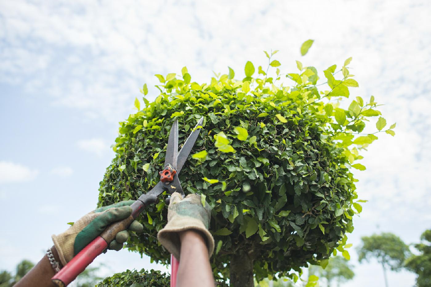 Evergreen Tree Services garden maintenance service en